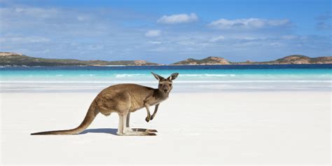 Animales que sólo encontrarás en Australia   El Viajero Feliz