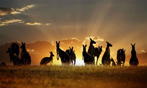 Animales que sólo encontrarás en Australia | El Viajero Feliz