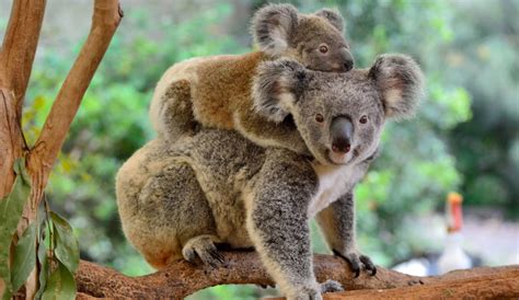 Animales que solo puedes ver en Australia   Tu chollo viaje