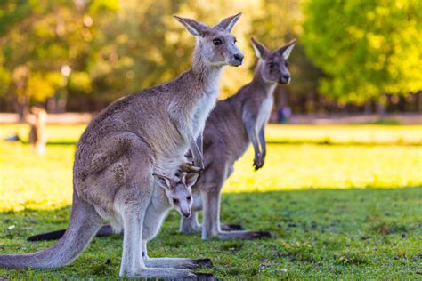 Animales que solo puedes ver en Australia   Tu chollo viaje