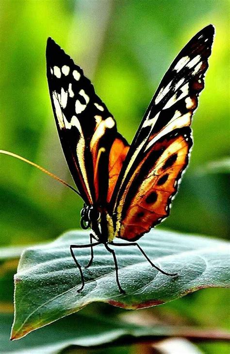 animales que vuelan mariposa   Búsqueda de Google | Animales que vuelan ...