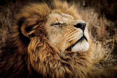 Animales salvajes, CITES y leones