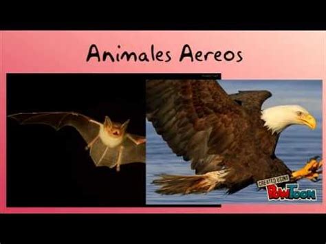 Animales terrestres, acuáticos, aéreos, carnívoros y herbívoros   YouTube