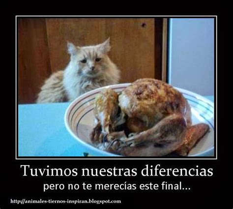 Animales Tiernos Inspiran: ver imagenes divertidas ...