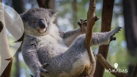 Animales típicos de Australia   Los más raros y peligrosos   Nomadas