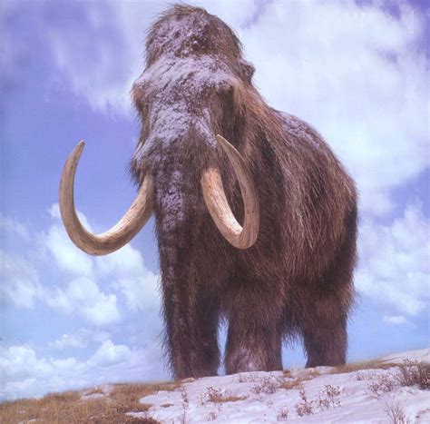 Animales   Un estudio revela cómo los mamuts sobrevivían al frío ...