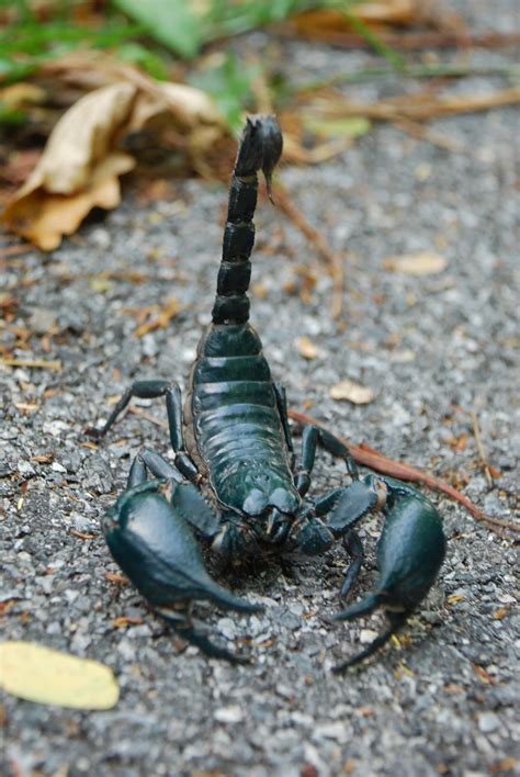 Animales venenosos: Escorpion