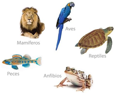 animales vertebrados | Animales vertebrados, Los animales ...