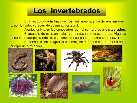 Animales vertebrados e invertebrados   ppt video online ...