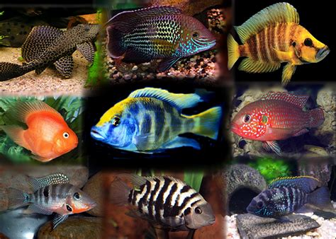 Animales Vertebrados: Los peces