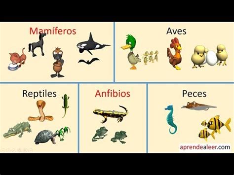Animales vertebrados para niños mamiferos aves reptiles ...