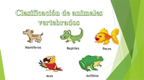 Animales vertebrados teoría