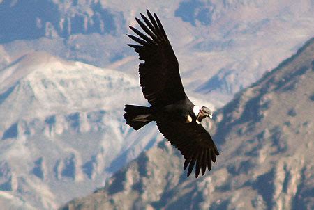 Animales y Plantas de Perú PLAAN: Condor de los Andes   Vultur gryphus