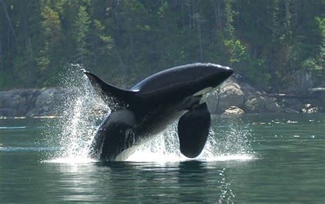 Animaleum   El Reino Animalia: Orca | Orcinus orca
