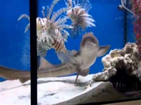 ANIMALIATIENDA Tienda de acuariofilia peces marinos sevilla   YouTube
