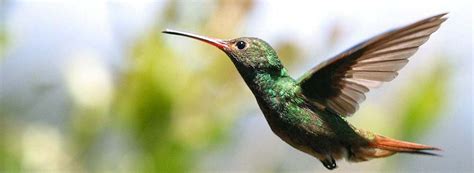 animalitos: Aves del emblematicas Ecuador