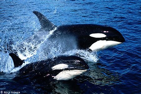 AnimalitruS Argentina: Tras el humano, la orca es el ...
