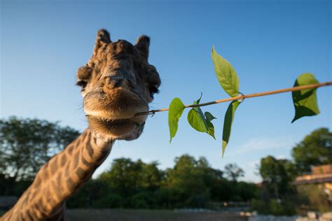 Animals at the Pittsburgh Zoo | Pittsburgh zoo, Animals ...