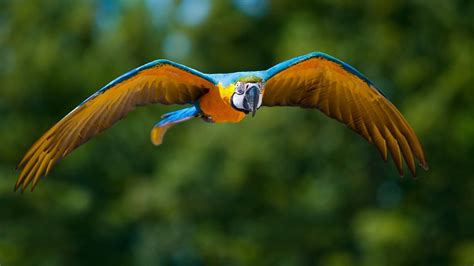 Animals birds parrots nature wildlife flight fly wings ...