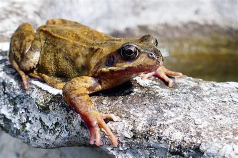Animals Frogs Amphibian · Free photo on Pixabay