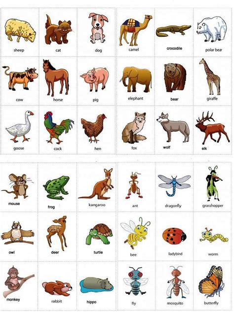 Animals names with pictures learning English