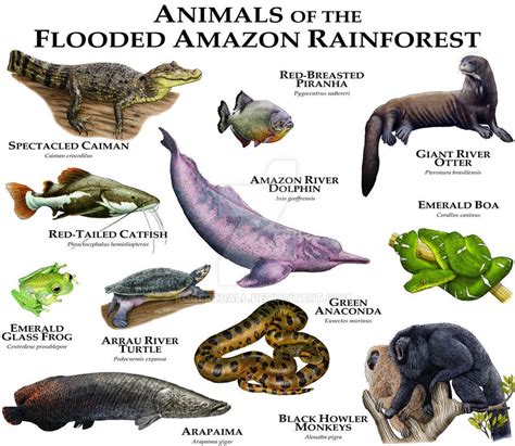 Animals of the Amazon Flooded Rainforest by rogerdhall ...