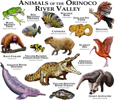 Animals of the Orinoco River Valley by rogerdhall on ...