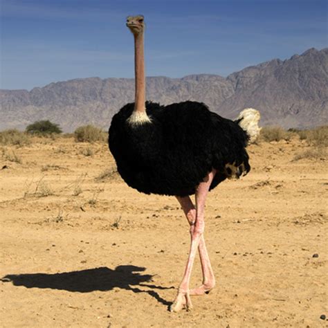 Animals of the world: Avestruz vs Emu