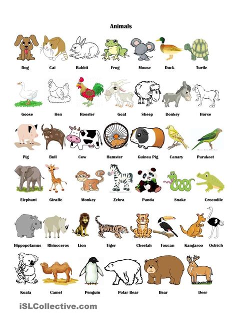 Animals Pictionary | Animals name in english, Animals name, English ...