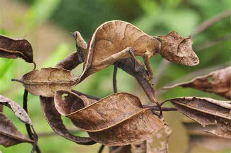 animals, Reptile, Gecko, Camouflage Wallpapers HD ...