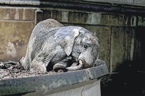 Animals Still Caged Nearly One Year After Buenos Aires Zoo ...