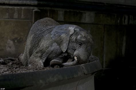 Animals still in cages at Buenos Aires zoo after closure ...