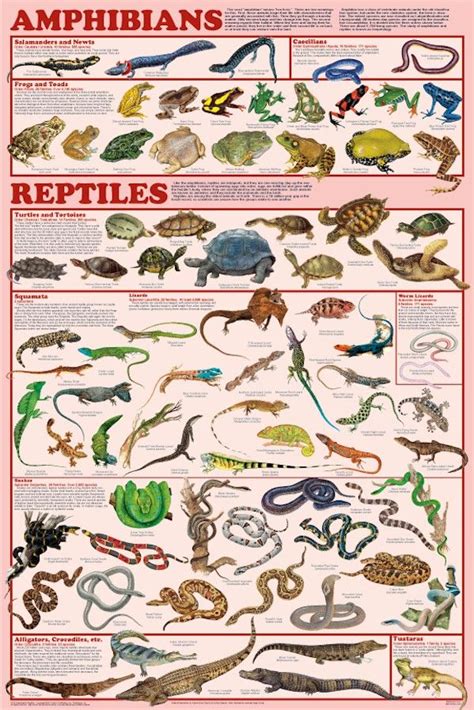 Animals That Are Amphibians | Examples Of Amphibians ...