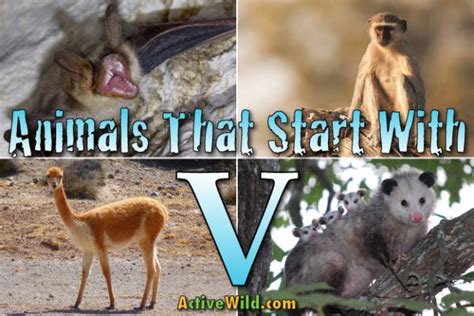 Animals That Start With V: List Of Amazing Animals ...