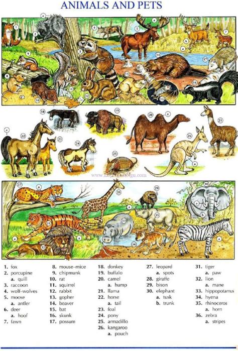 Animals Vocabulary, Exercises and Games | English study, Vocabulary ...