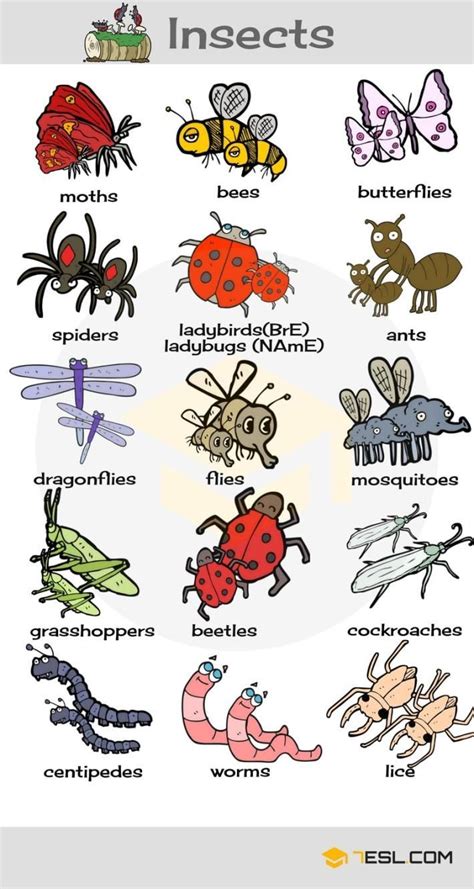 animals vocabulary insects | English vocabulary, English language ...