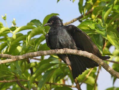 Animals World: latest videos of black drongo bird flying
