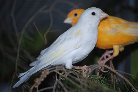 Animals Zoo Park: Top Popular Bird Species info and Pictures