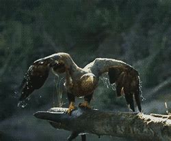 Animated Photo ~ Eagle | Animal gifs, Gif, Bird people