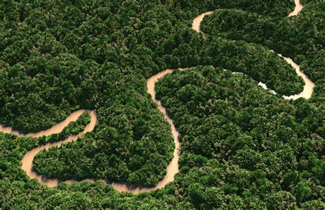 Año 2050: ¿te imaginás cómo estará la selva del Amazonas?