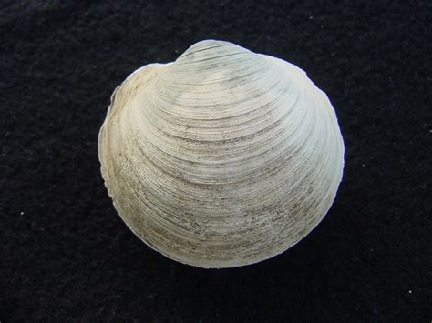 Anodontia alba whole fossil bivalve shell aa 3 : Southern ...