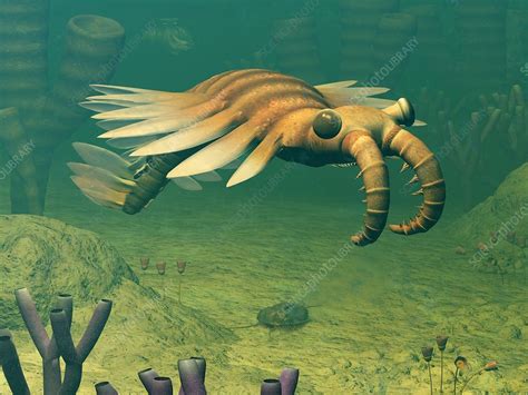 Anomalocaris prehistoric marine animal   Stock Image   C024/4738 ...