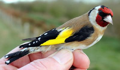 Another Bird Blog: Goldfinches Rule