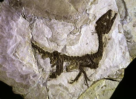Another prehistoric fossil found in India; Is it a T Rex?