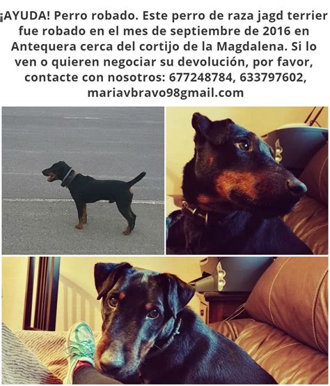 Antequera  Malaga : Perro perdido | EL BUSCA PERROS DE ...