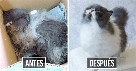 Antes y después de gatitos rescatados, ¡el cambio es brutal!