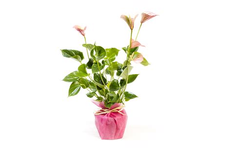 Anthurium rosa   Floristería en Valencia