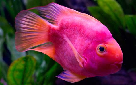 Anticonceptivos desechados convierten peces en transgénero