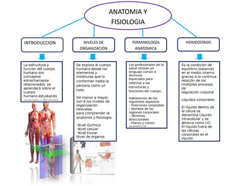 Antídoto Fotoeléctrico abolir mapa conceptual anatomia humana vecino ...