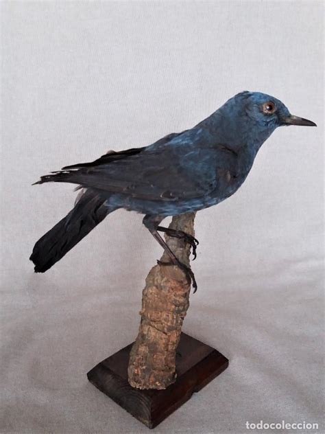 antiguo pájaro mirlo azul monticola solitarius   Comprar ...